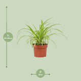 Chlorophytum variriegatum 12cm - Ø12cm - ↕25cm