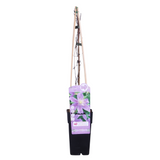 Clematis juste - Ø15cm - ↕65cm