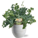 Plante artificielle Phlebodium davana Ø12 cm avec pot