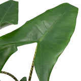 Alocasia Zébrina - Ø19cm - ↕75cm
