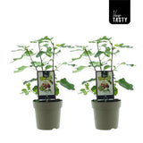 Lot de 2 plantes Ficus Précoce de Dalmatie Ø15 cm