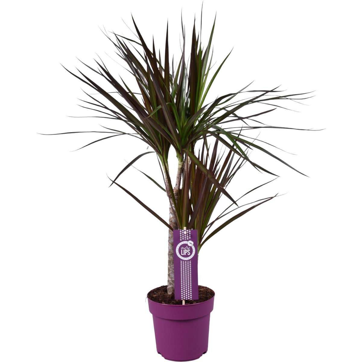 Image de diapositive