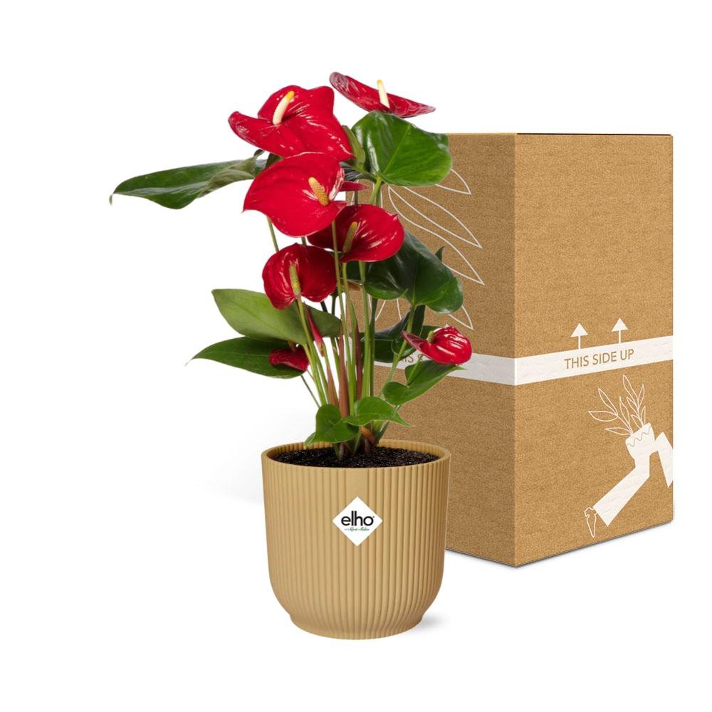 Anthurium rouge - plante tropicale dans un intérieur moderne