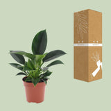 Philodendron Ø12 cm H25 cm