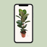 Ficus élastique robuste 21 cm - Ø21cm - ↕95cm