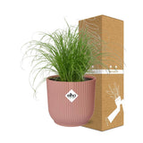 Plante cyperus alternifolius parapluie