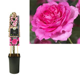 Rose grimpante rose en pot Ø17 cm