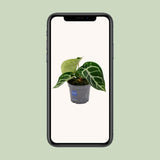 Anthurium Clarinerdium - Ø12 cm - ↕20cm