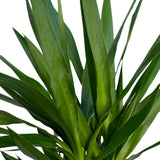 Yucca Elephantipes - Lys Palmier - Ø21cm - ↕100cm