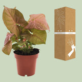 Syngonium Neon en pot 12 cm