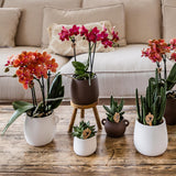 Maison Colibri | Support à plantes - Réhausse à plantes en bois Ø12cm