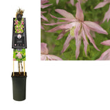 Clematis Country Rose PBR +3.0 Étiquette - Ø17cm - ↕75cm