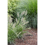 Pennisetum alopecuroides 'Hameln' - Ø19cm - ↕40cm - Ø14 - ↨30cm