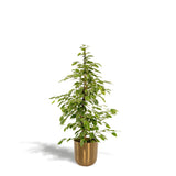 Ficus Benjamina Goldenking avec pot doré