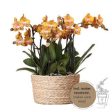 Lot de 3 orchidées oranges Las Vegas en panier en osier 12 cm