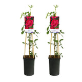 Rosa Paul's Scarlet Climber - 2 pièces - Ø17cm - ↕75cm