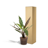 Alocasia Lauterbachiana feuillage ondulé
