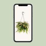 Plante Rhipsalis corail rouge en pot Ø17 cm