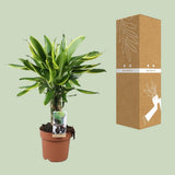 Plante artificielle Dracaena Golden Coast verte