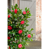 Plante Camellia japonica 'Black Lace' en pot Ø19 cm