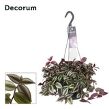 TRADESCANTIA ZEBRINA PUTUSII - Ø17cm - ↕30cm
