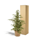 Ficus benjamina twilight Ø21 cm