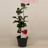 Camellia japonica 'Lady Campbell' 15 cm - Ø15cm - ↕45cm