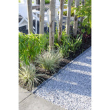 Plante Lomandra longifolia 'White Sands' vert gris