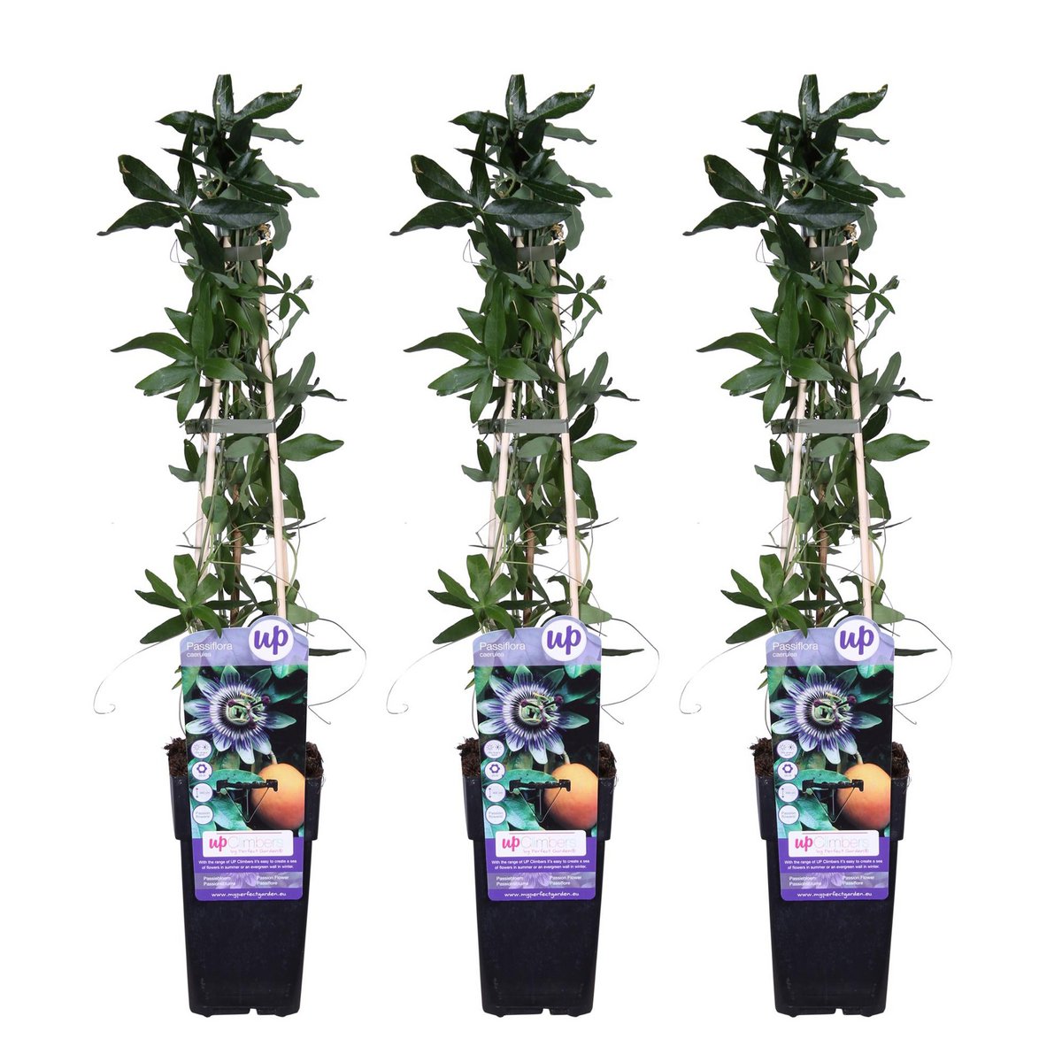 Détail de la Passiflora caerulea, mettant en valeur ses fleurs et feuillage luxuriant