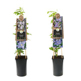 Mélange bleu clair Clematis à grande floraison +3.0 Étiquette - Ø17cm - ↕75cm