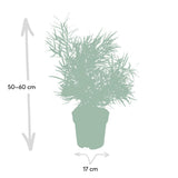 Asparagus Falcatus - Asperge ornementale - Ø17cm - ↕55cm