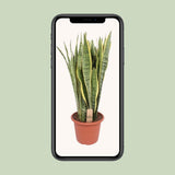 Sansevieria Trifasciata Lawrence - Ø30cm - ↕95cm