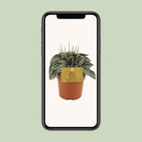 Peperomia napoli nuits - Ø10,5cm - ↕15cm