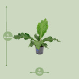 Anthurium Birdnest - Ø17cm - ↕55cm