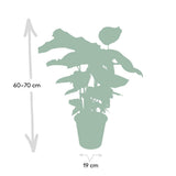 Calathea Whitestar - Plante Paon - 50cm - Ø19