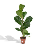 Plante artificielle Ficus Lyrata feuillage large 17 cm