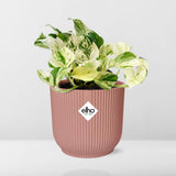Epipremnum Pinnatum Happy Leaf en pot pliant rose 14 cm