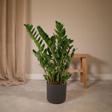 Zamioculcas Zamiifolia - Palmier émeraude - Ø21cm - ↕80cm