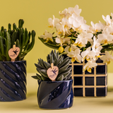Plante succulente Tarentule verte en pot céramique
