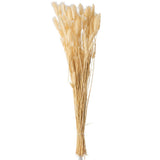Plume Queue de Lièvre Beige Séché J-Line - Élégance naturelle