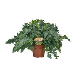 Phlebodium Davana - Ø19cm - ↕40cm