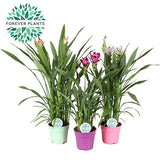 Lot de 3 plantes Curcuma Siam Ø17 cm Hauteur 60-65 cm