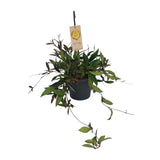 Trou charnu compact - Ø19cm - ↕20cm