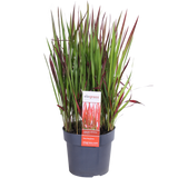 Plante artificielle Imperata cylindrica rouge