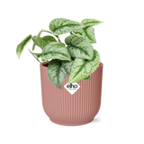Plante Scindapsus peint « Trebie » en pot rose 14 cm