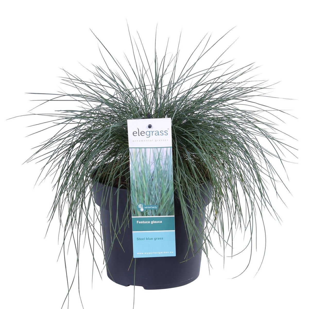 Festuca Glauca Azura Blue en pot, couleur argentée et bleutée