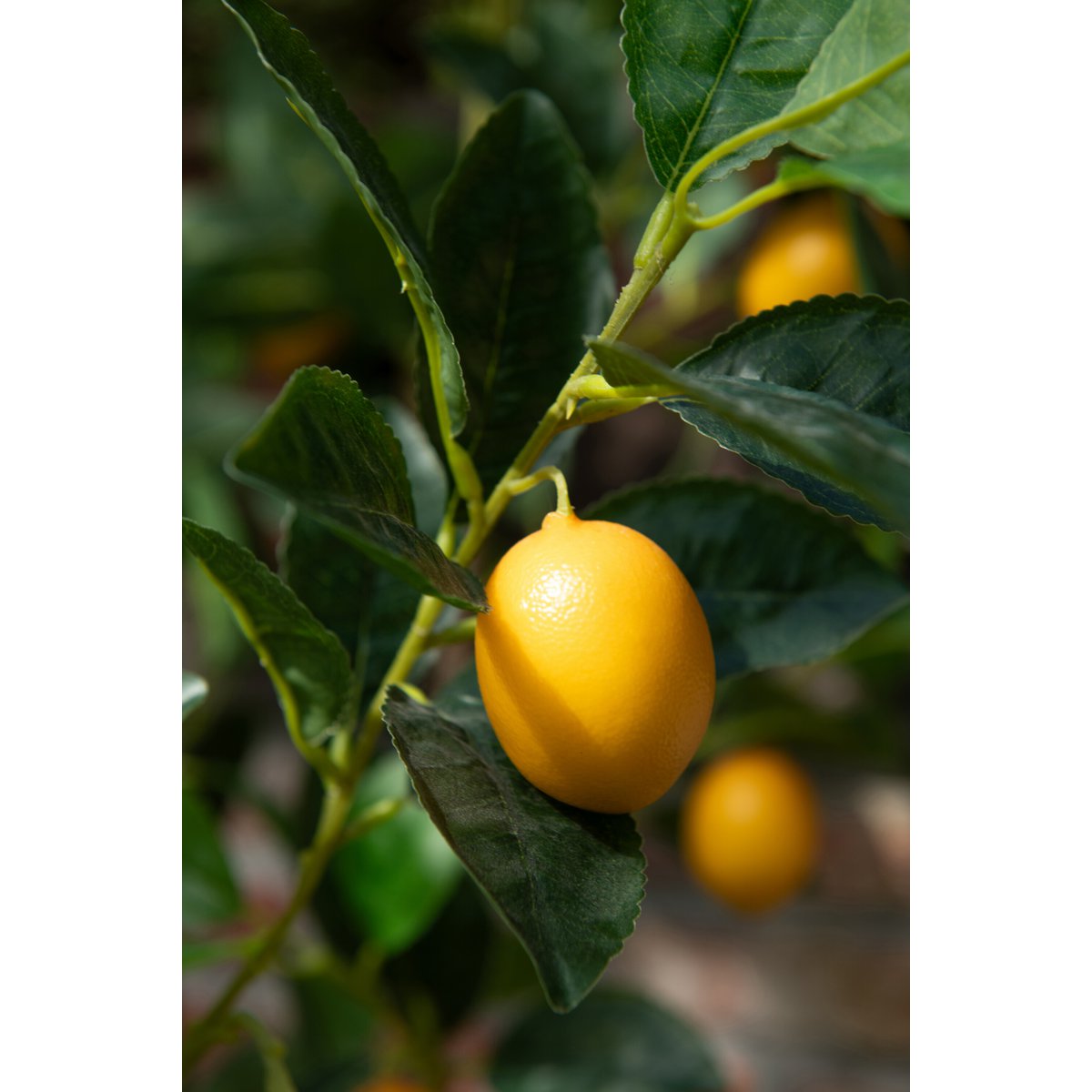 Vue latérale du citronnier artificiel vert, mettant en valeur sa hauteur