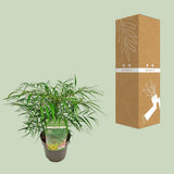 Mahonia Eur. Caresse douce - Ø19cm - ↕25cm