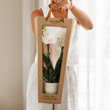 Kolibri Company I Sac cadeau pour orchidée avec pot décoratif 9 cm