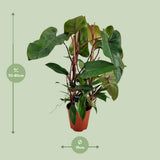 Plante artificielle philodendron rouge en pot Ø19 cm hauteur 75 cm